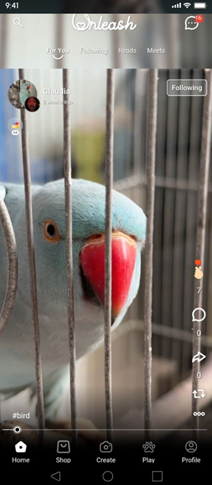 Pet 1