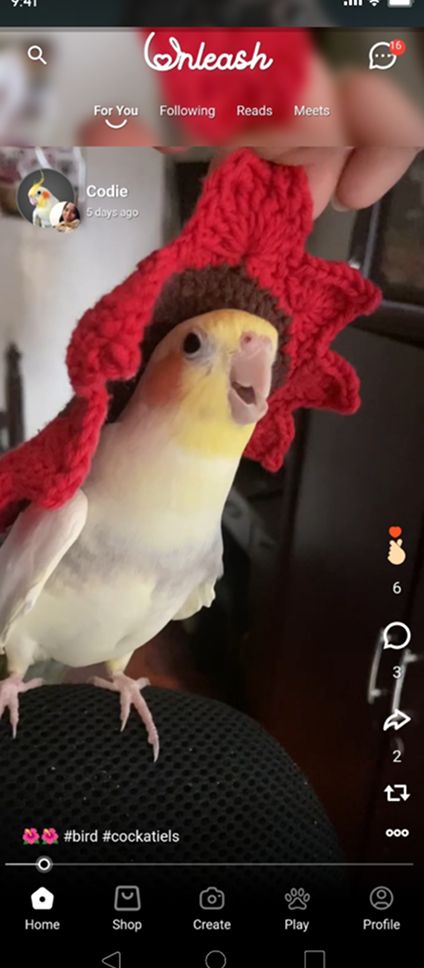 Pet 3