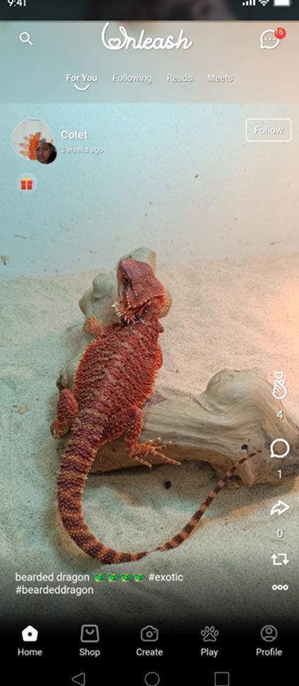 Pet 4