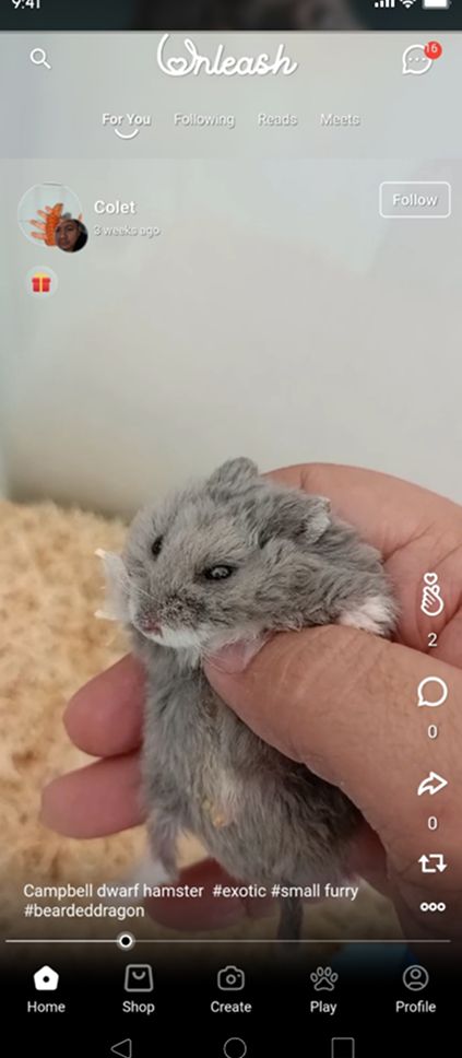 Pet 5